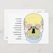 ヒトスカルの前の骨構造の図 ポストカード (正面/裏面)