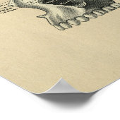 ヒトスカルシナス解剖学1902ヴィンテージプリント ポスター (角)