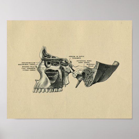 ヒトスカルシナス解剖学1902ヴィンテージプリント ポスター (正面)