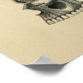 ヒトスカル解剖学1902ヴィンテージプリント ポスター (角)