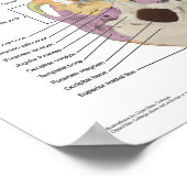 ヒトスカル18 X 24の解剖学 ポスター (角)