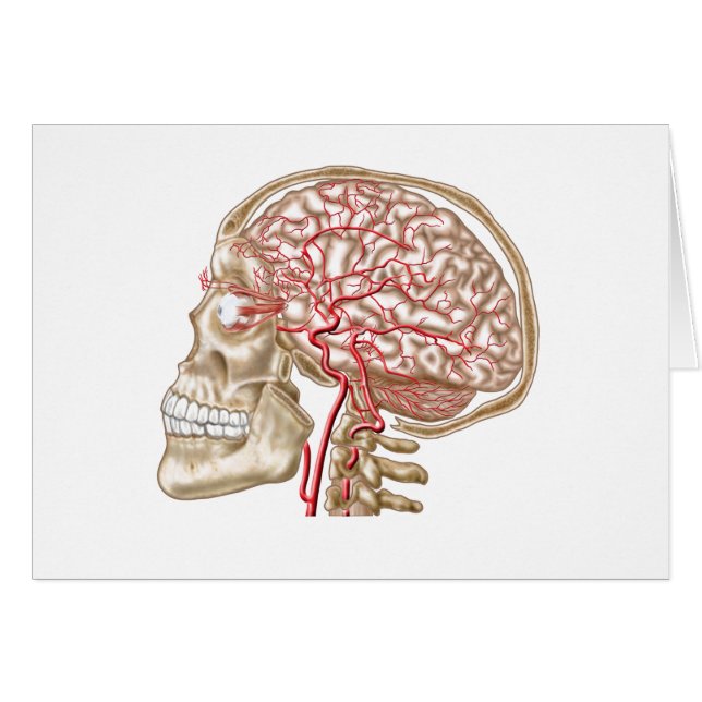 ヒトスカル、眼球および動脈の解剖学 (正面横)