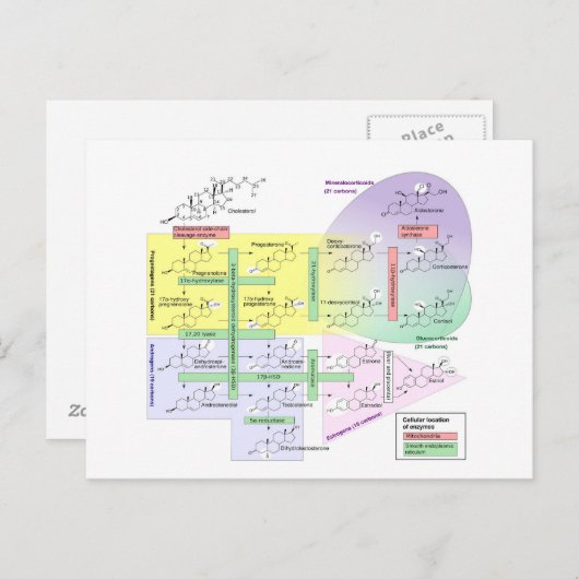 ヒトステロイド発生図生物学的化学物質 ポストカード (正面/裏面)