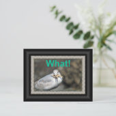 ヒトデおもしろいィッシュを食べしようとしている ポストカード (スタンド正面)