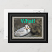 ヒトデおもしろいィッシュを食べしようとしている ポストカード (正面/裏面)