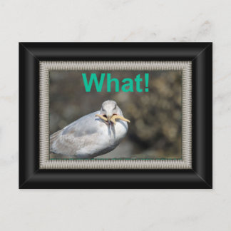 ヒトデおもしろいィッシュを食べしようとしている ポストカード