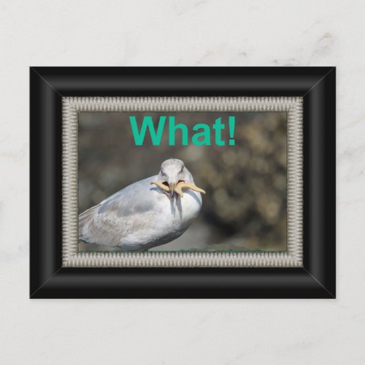 ヒトデおもしろいィッシュを食べしようとしている ポストカード (正面)