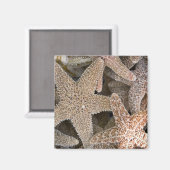 ヒトデすべてのまわりにの マグネット (正面/裏面)