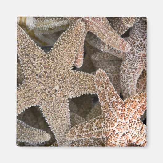 ヒトデすべてのまわりにの マグネット (正面)