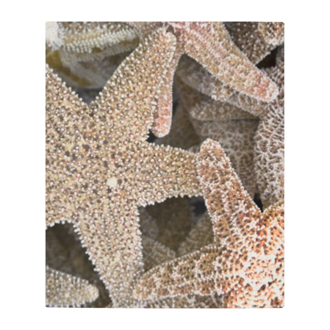 ヒトデすべてのまわりにの メタルプリント (正面)