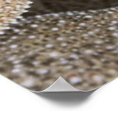 ヒトデのまわりにラ ポスター (角)