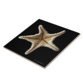 ヒトデの骨組、クローズアップ2 タイル (側面)