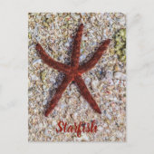 ヒトデ海ヴィンテージビーチレトロお土産 シーズンポストカード (正面)