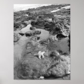 ヒトデ ポスター (正面)