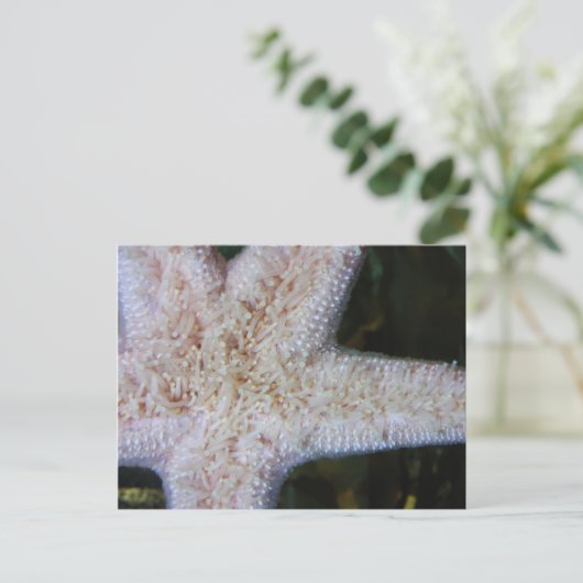 ヒトデ ポストカード (スタンド正面)