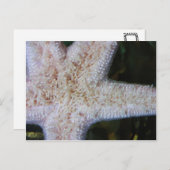 ヒトデ ポストカード (正面/裏面)