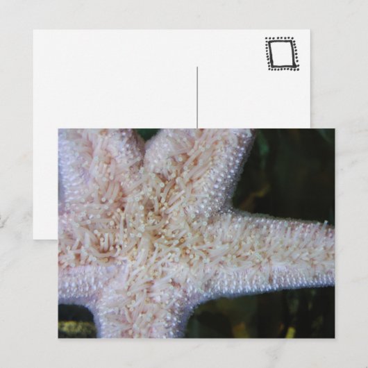 ヒトデ ポストカード (正面/裏面)