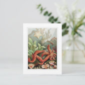 ヒトデ ポストカード (スタンド正面)