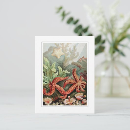 ヒトデ ポストカード (スタンド正面)