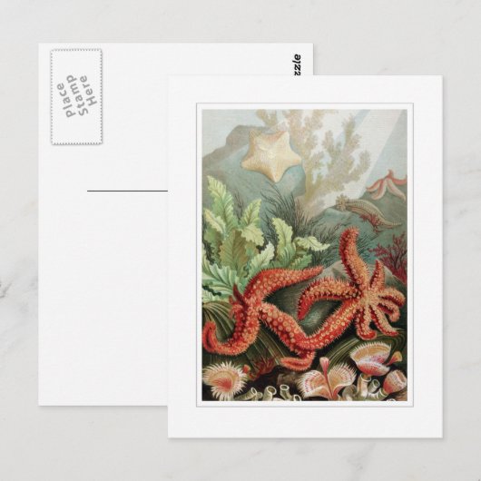 ヒトデ ポストカード (正面/裏面)