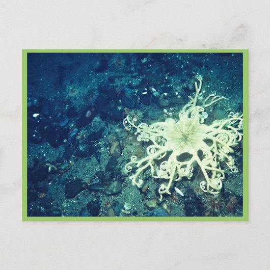 ヒトデ ポストカード (正面)