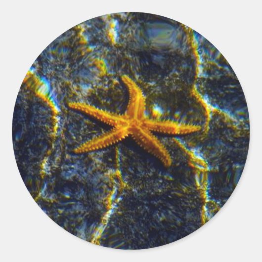 ヒトデ ラウンドシール (正面)