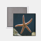 ヒトデ・ラブマグネット マグネット (正面/裏面)