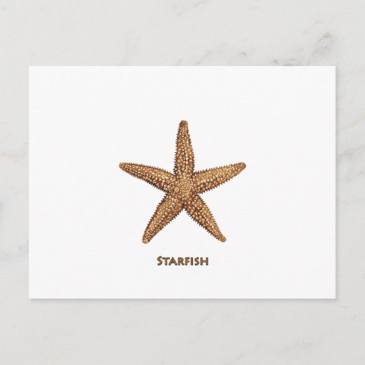 ヒトデ – 北シースター ポストカード (正面)