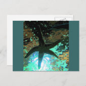 ヒトデCB ポストカード (正面/裏面)