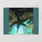 ヒトデCB ポストカード (正面)