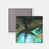 ヒトデCB マグネット (正面/裏面)