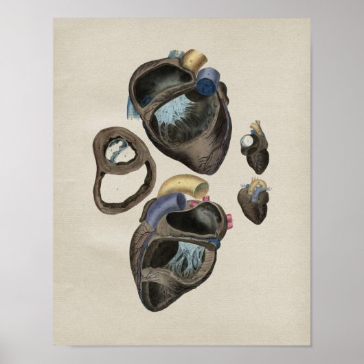 ヒトハート解剖学ヴィンテージプリント ポスター (正面)