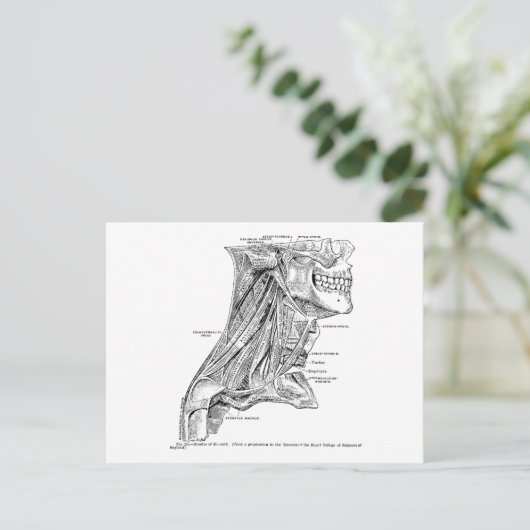 ヒトヴィンテージの首の筋肉 ポストカード (スタンド正面)