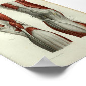 ヒトヴィンテージ解剖学プリント筋膝 ポスター (角)