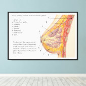 ヒト乳腺の断面図 キャンバスプリント (インサイチュ (ウッドフロア))