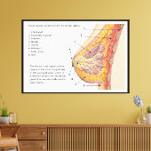 ヒト乳腺の断面図 キャンバスプリント (インサイチュ (リビング))