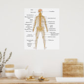 ヒト体の神経系統図 ポスター (キッチン)