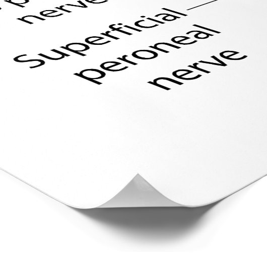 ヒト体の神経系統図 ポスター (角)