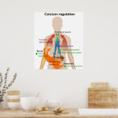 ヒト体図におけるカルシウム調節 ポスター (キッチン)