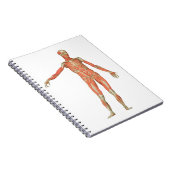 ヒト体構造 ノートブック (右側)