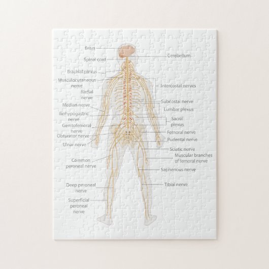 ヒト体神経系体図 ジグソーパズル (縦)