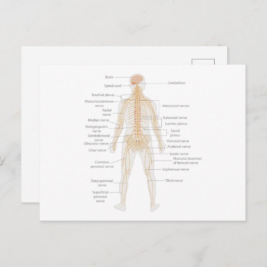 ヒト体神経系体図 ポストカード (正面/裏面)
