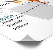 ヒト内分泌系の全体図 ポスター (角)