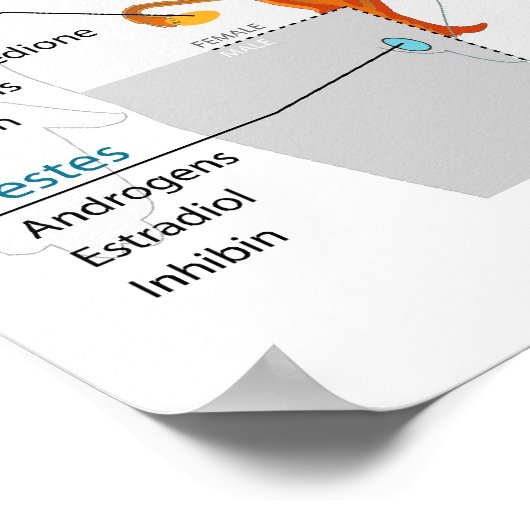 ヒト内分泌系の全体図 ポスター (角)