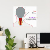 ヒト内分泌系カルシウム調節図 ポスター (ホームオフィス)