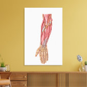ヒト前腕筋の解剖学1 キャンバスプリント (インサイチュ (リビング))