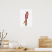 ヒト前腕筋の解剖学1 ポスター (キッチン)