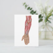 ヒト前腕筋の解剖学1 ポストカード (スタンド正面)