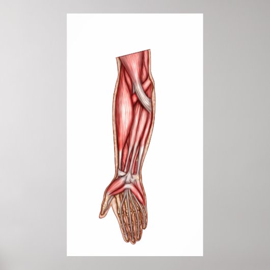 ヒト前腕筋解剖学2 ポスター (正面)