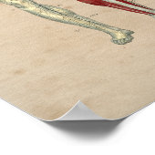 ヒト動脈ハート解剖学1841プリント ポスター (角)